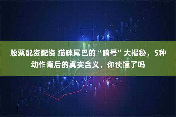 股票配资配资 猫咪尾巴的“暗号”大揭秘，5种动作背后的真实含义，你读懂了吗
